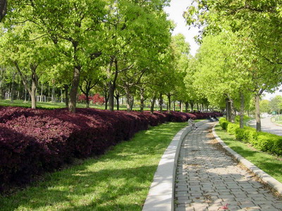 Public Park in Shanghai Pudong