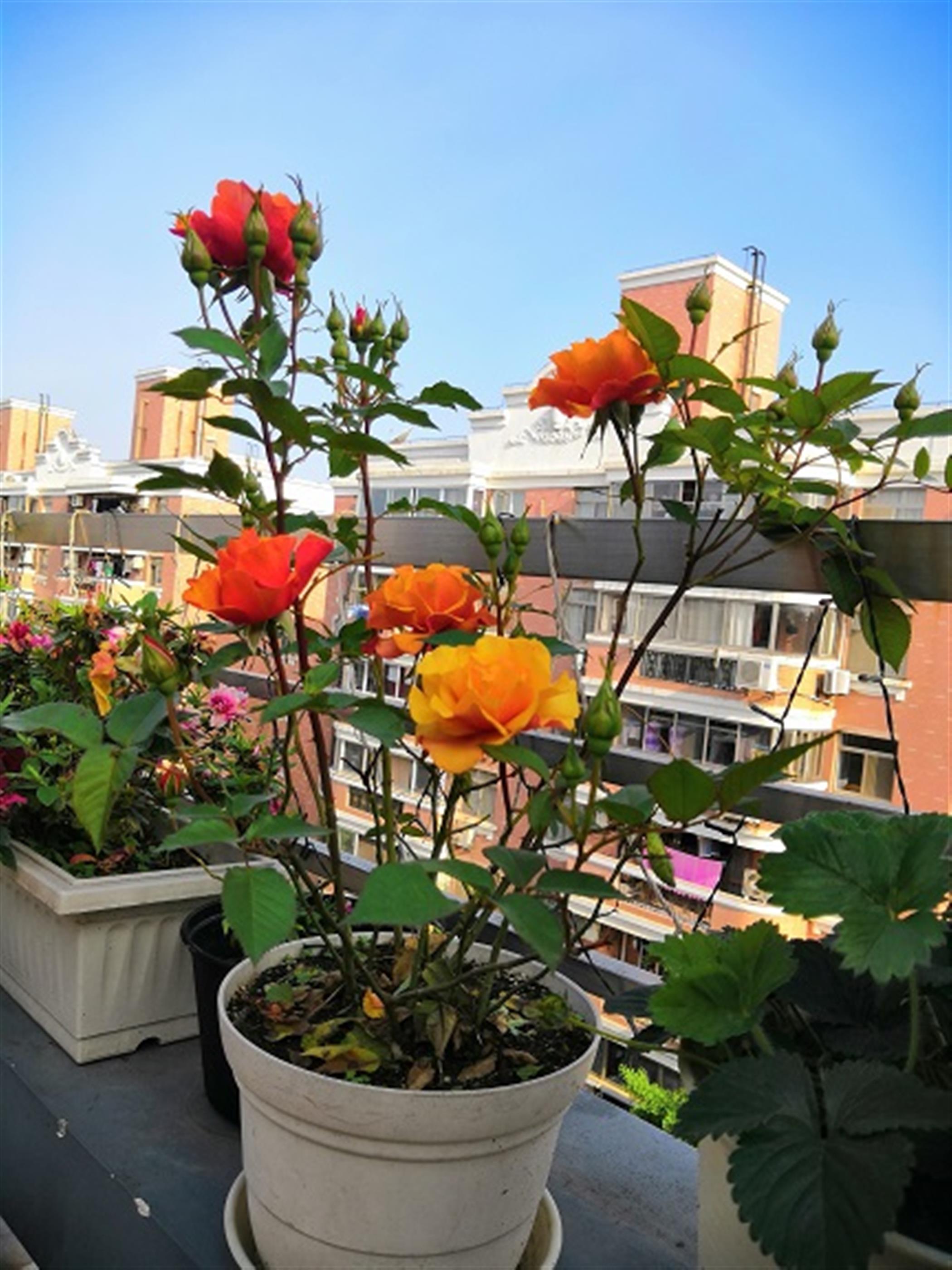 flowers Affordable Bright Spacious 2BR Apt with Terrace nr Zoo & LN 10 for Rent in Shanghai