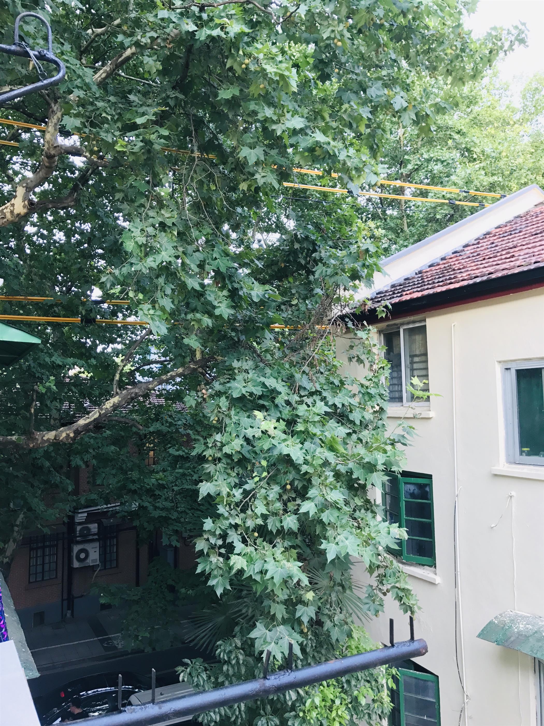 tree-top view Bright Cozy 2BR FFC Loft Lane House Apt Nr LN 10/11 for Rent in Shanghai